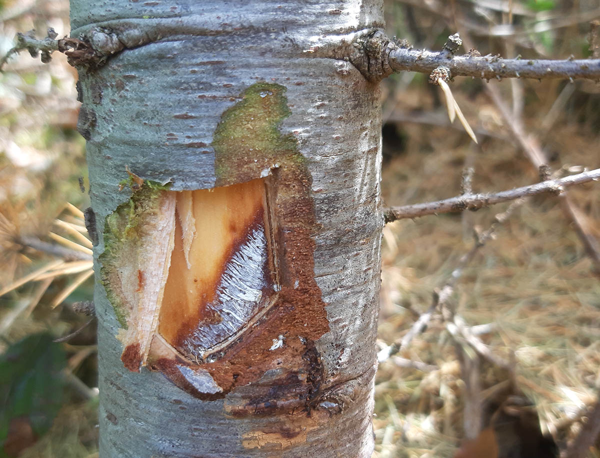 Mortalité d’un arbre entier par Armillaria sp.
