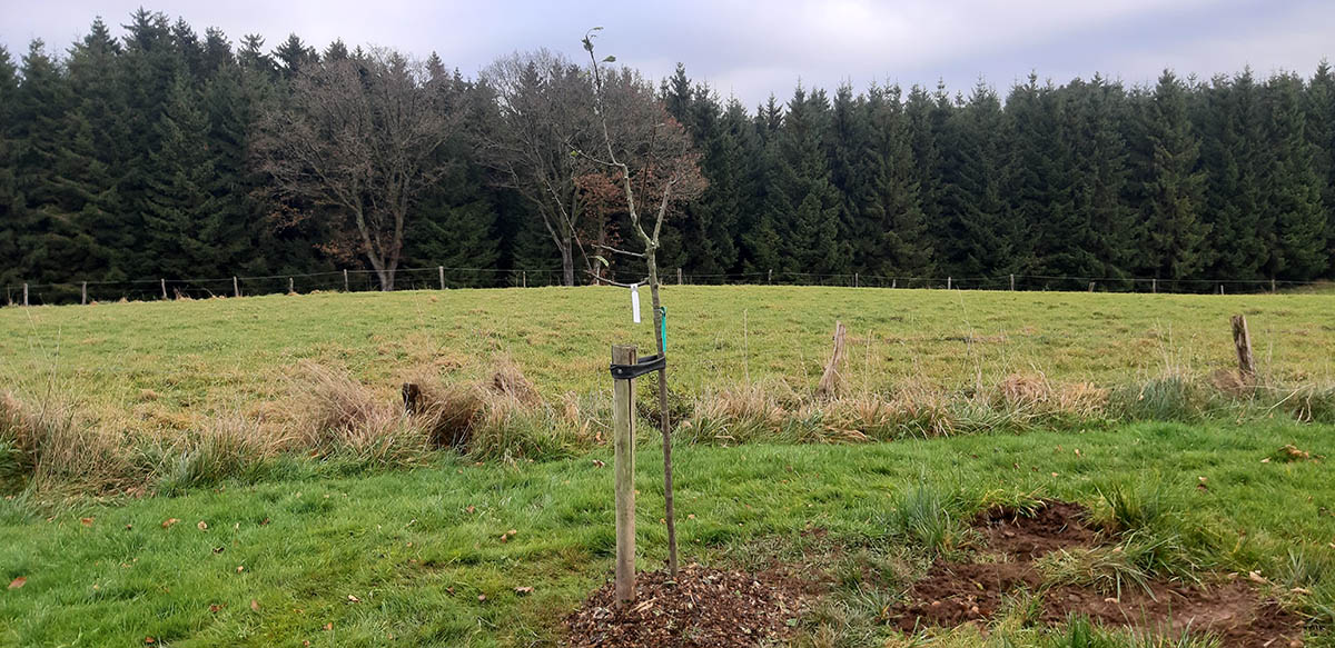 Plantation de fruitiers