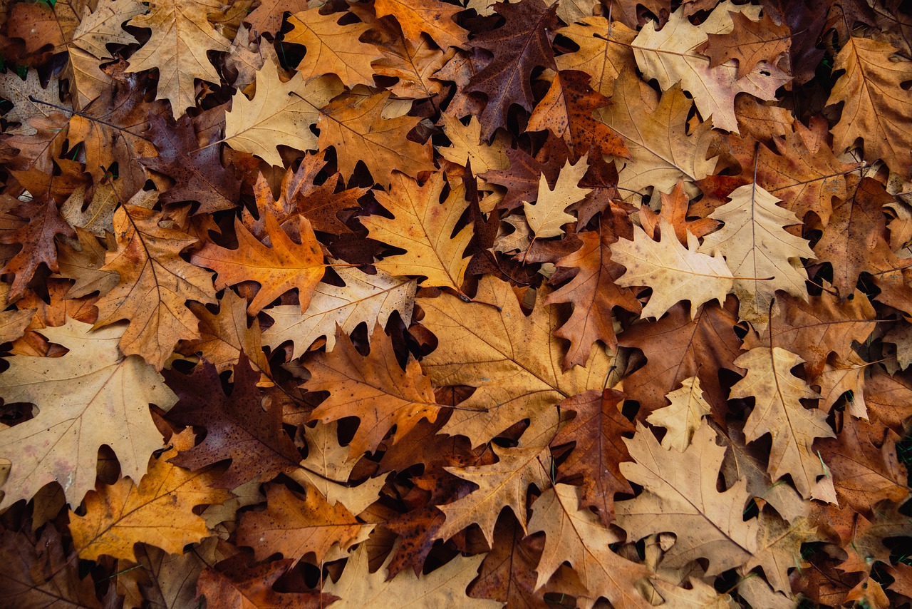 Comment recycler les feuilles mortes au jardin ? 