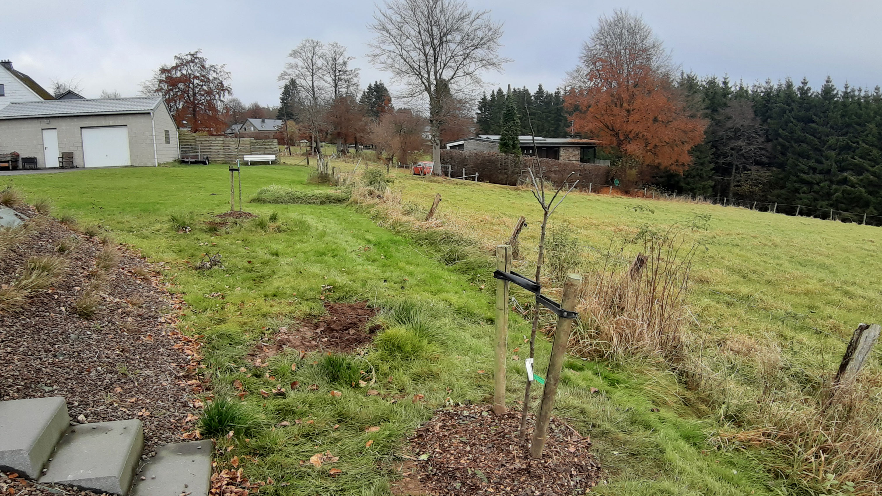 Plantation et taille d’arbres, d’arbres fruitiers, arbustes et haies.