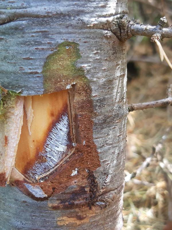 Mortalité d’un arbre entier par Armillaria sp.