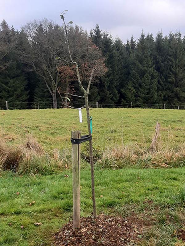 Plantation de fruitiers